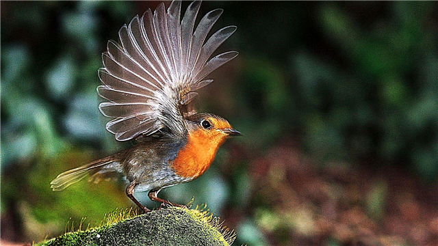 Bird robin