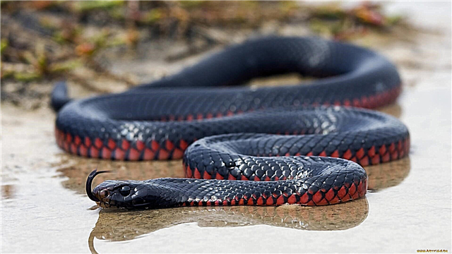 Սև օձ