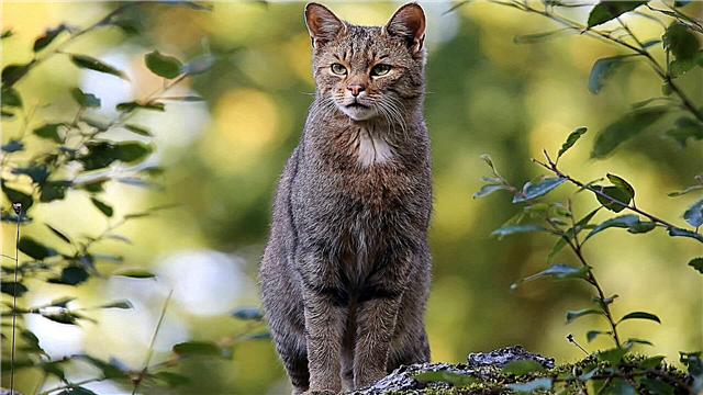 گربه جنگلی آمور