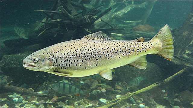 Iʻa trout