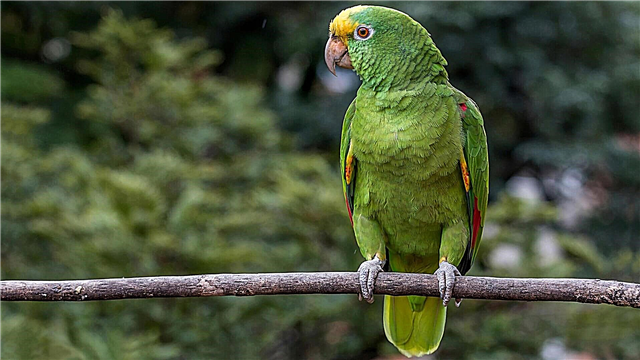 Eclectus Parrot Amazon