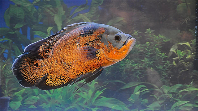 Ocellated Astronotus- ը