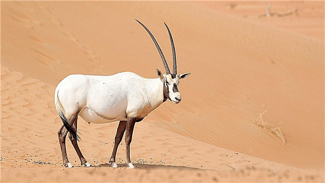 Oryx arab