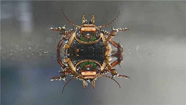 Beetle diving beetle