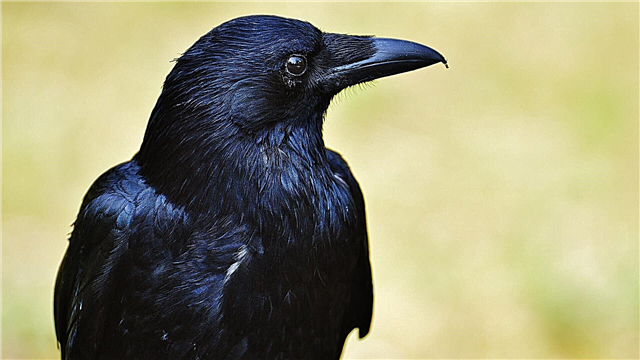 Bakar Crow