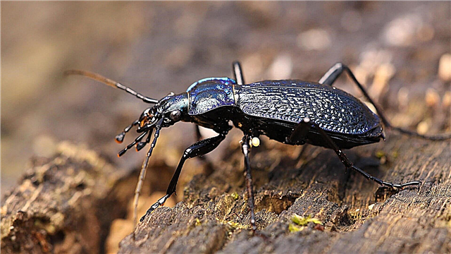 Beetle ដី