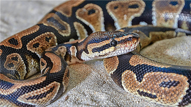 Python irjali