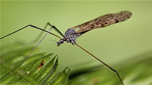 Mosquito centipede