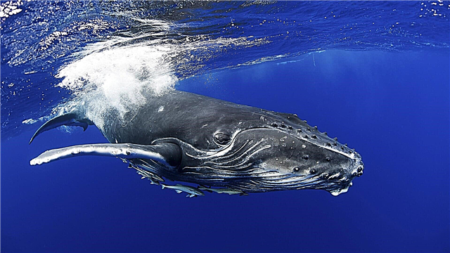 Balea jorobada