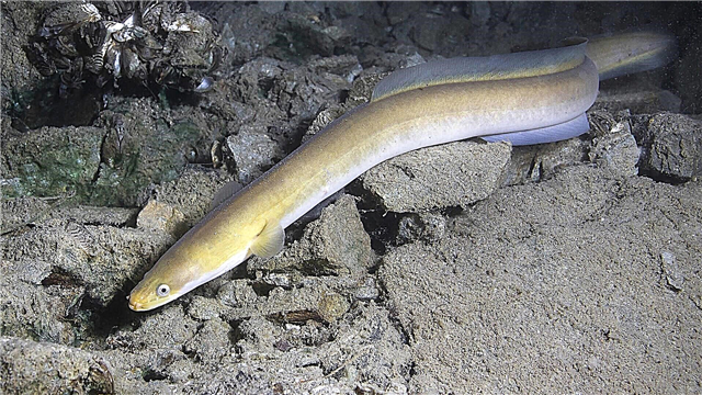 River eel