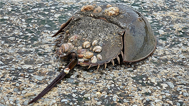 Horseshoe crabs