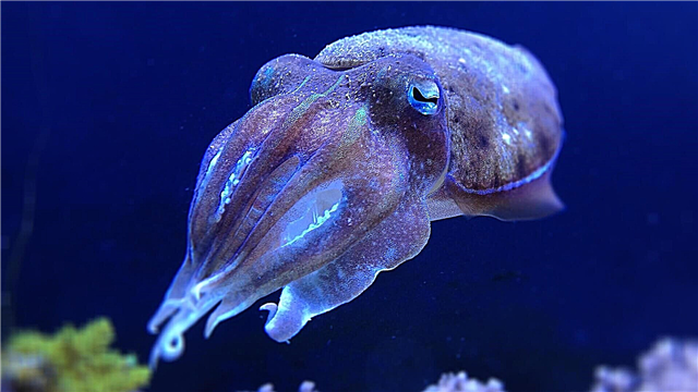 કટલફિશ