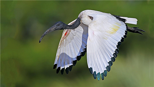 Sagrado nga ibis