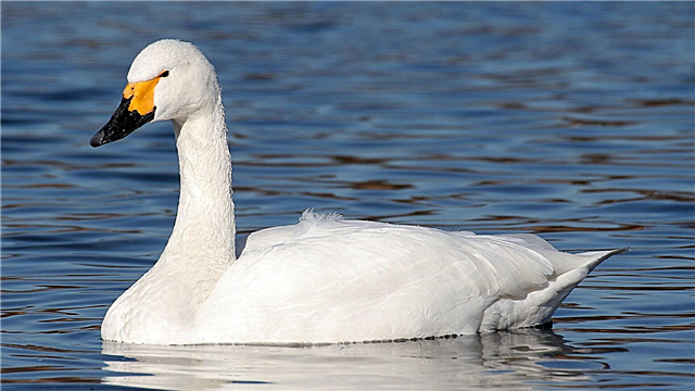 Swan Whooper