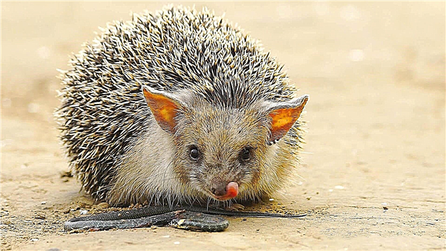 Heedgehog pepeiao
