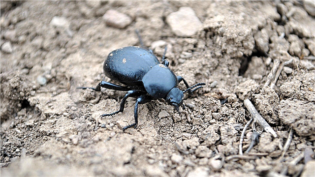 Kumbang scarab