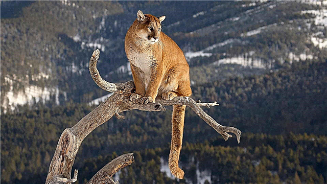 ʻO Cougar
