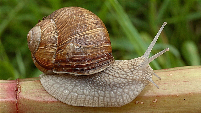 Snail ng ubas