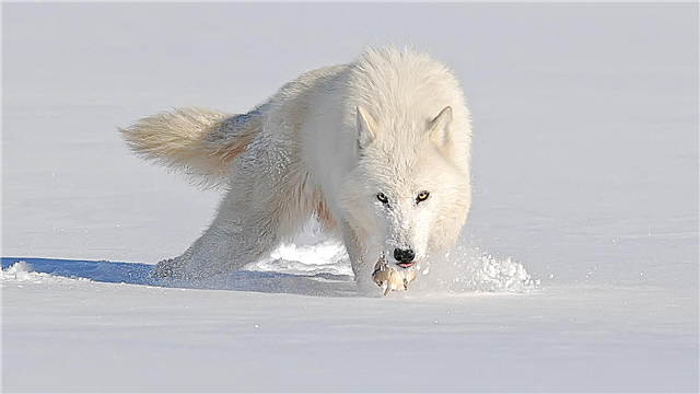 Serigala kutub