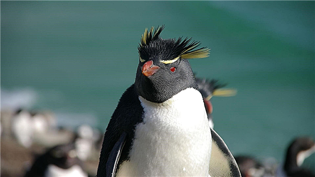 Пингвин со гребен