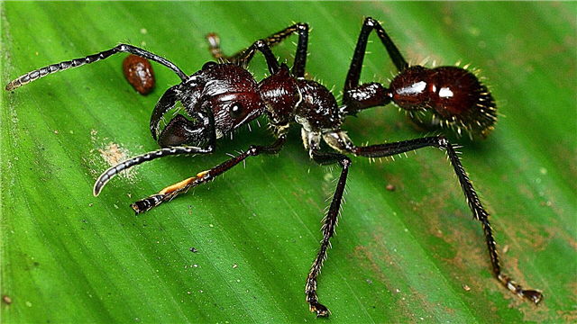 Мравка од куршуми