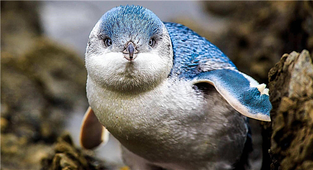 Penguin liʻiliʻi