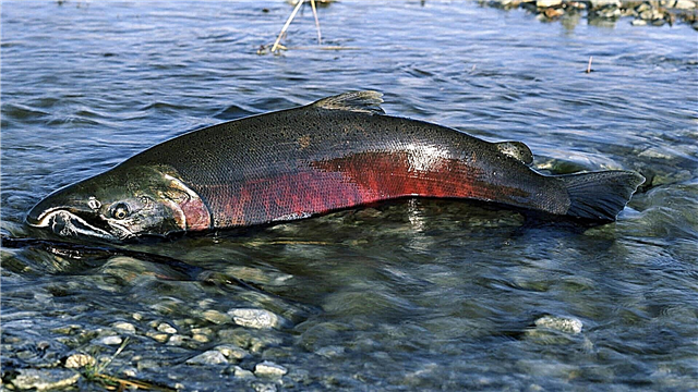 Chinook лосося