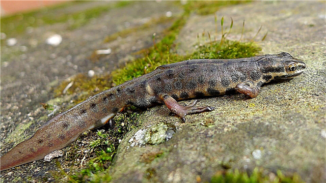 Ofta salamandro