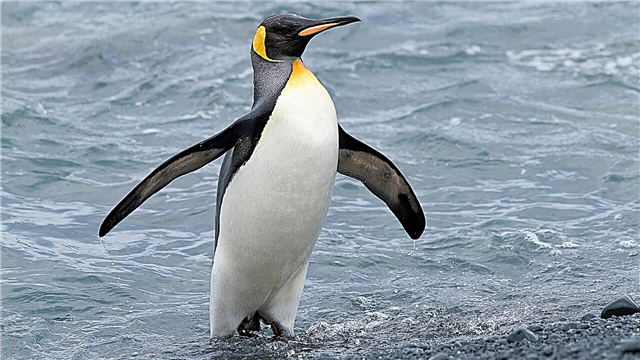 Король пингвині