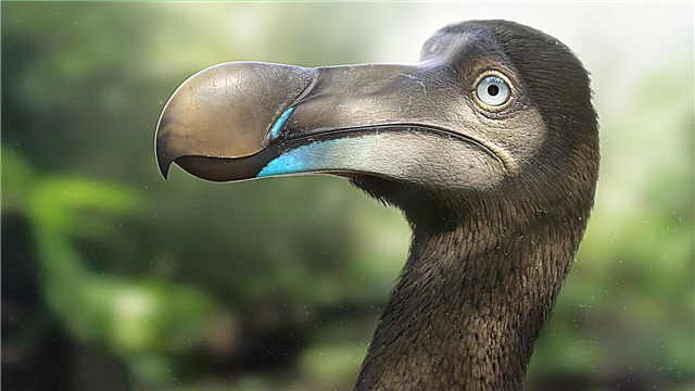 Aderyn Dodo