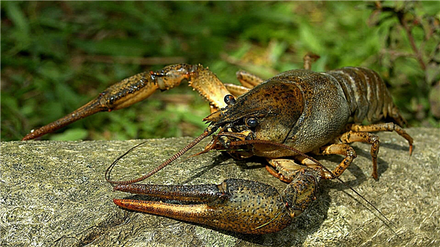 Crayfish yenye vidole vingi
