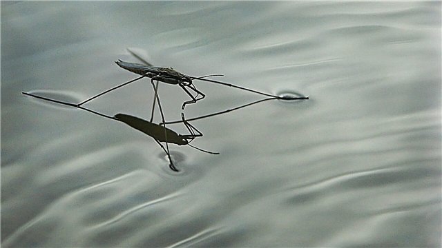 Water strider