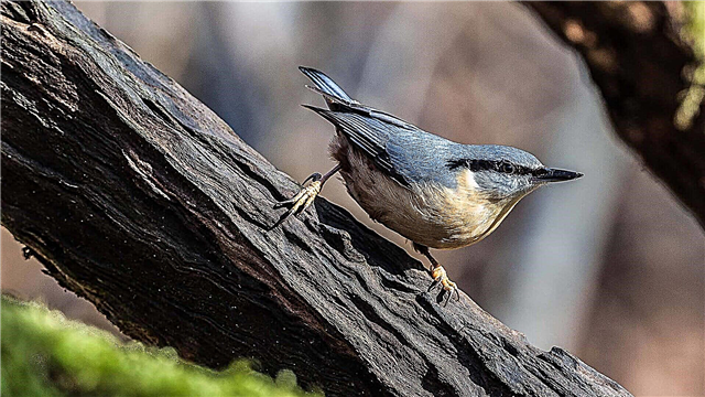 Common nuthatch