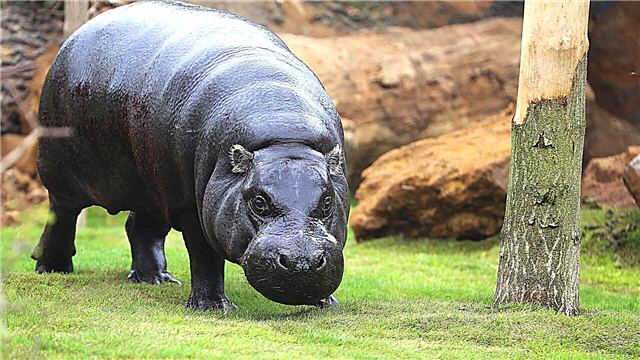 Hippo Pygmy