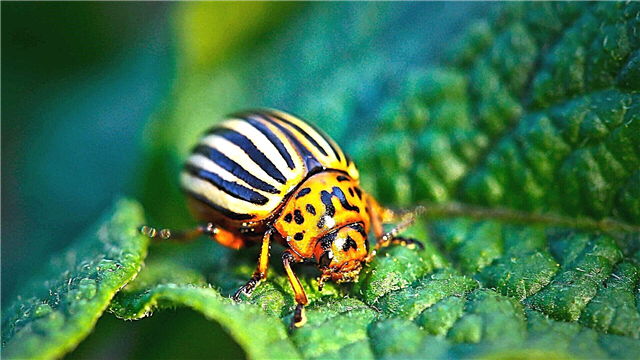 Beetle ea Colorado
