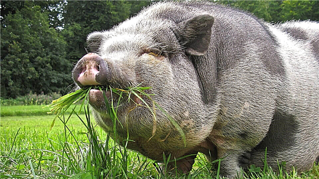 Виетнамска свиња