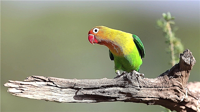 Zaljubljeni papagaji