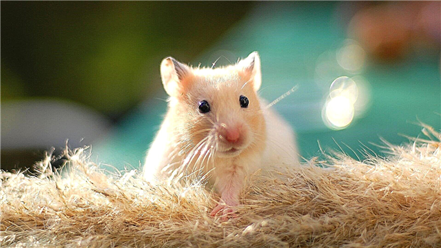 Suriyalik hamster
