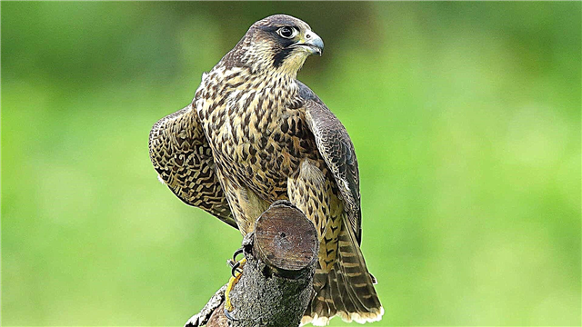 បក្សី Peregrine falcon