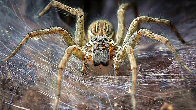 Бразилски лута пајак
