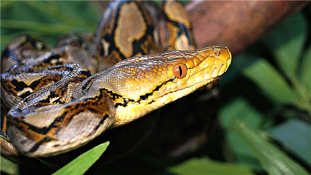 Python sing diucapake maneh