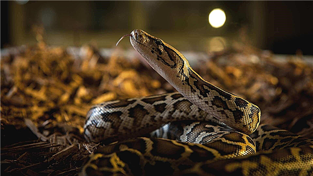 Python tíogair