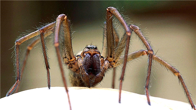 Brown recluse Spider