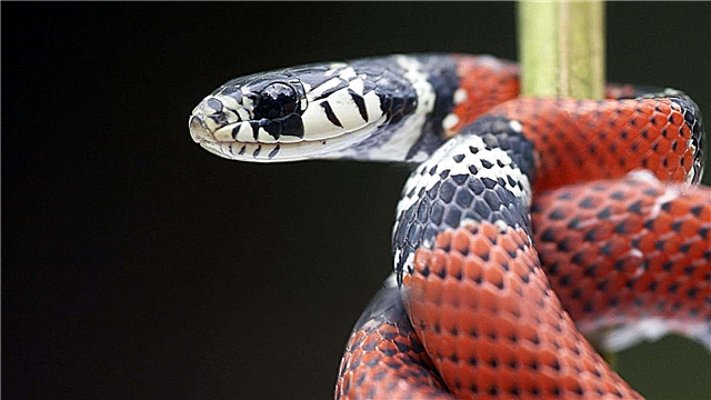 Մարջան օձ
