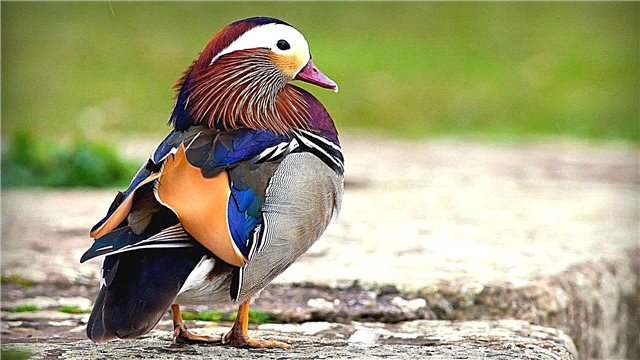 Duck Mandarin