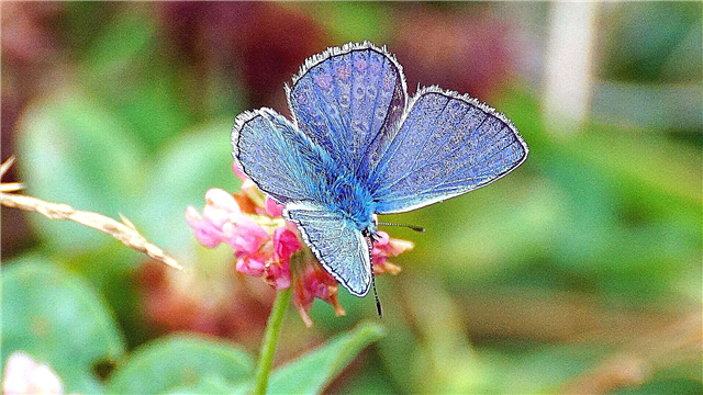Bloubessie-vlinder
