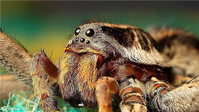 Tarántula araña