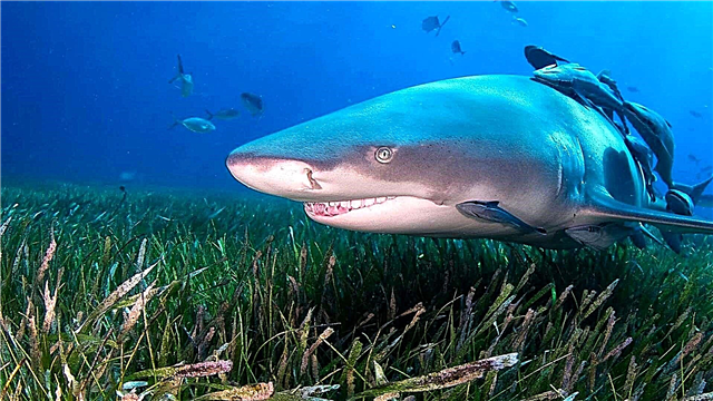 Нимбэгний акул