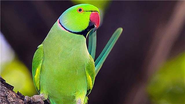 Parrot kalung