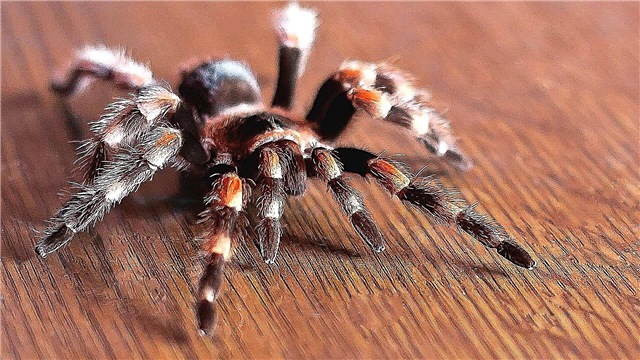 Pauk tarantula